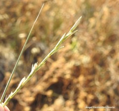 Elymus curvifolius