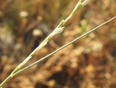 Elymus curvifolius