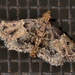 Pyralis manihotalis - Photo (c) James Duggan, algunos derechos reservados (CC BY-SA), uploaded by James Duggan