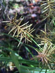 Cyperus odoratus image