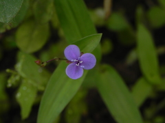 Murdannia spirata