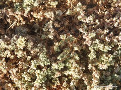 Frankenia pulverulenta