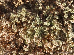 Frankenia pulverulenta