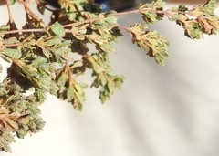 Frankenia pulverulenta