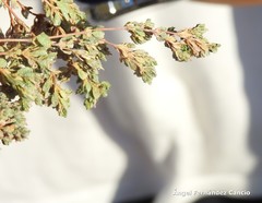 Frankenia pulverulenta