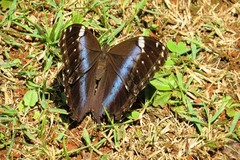 Morpho helenor