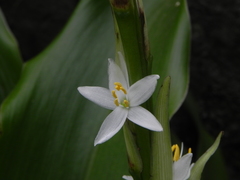 Chlorophytum glaucum