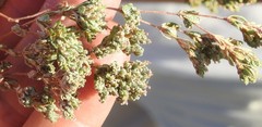 Frankenia pulverulenta