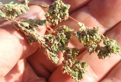 Frankenia pulverulenta