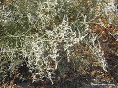 Limonium dichotomum