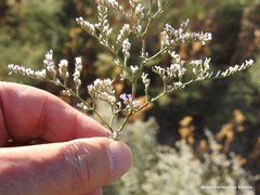 Limonium dichotomum