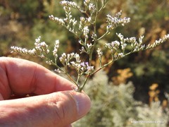 Limonium dichotomum