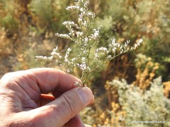 Limonium dichotomum