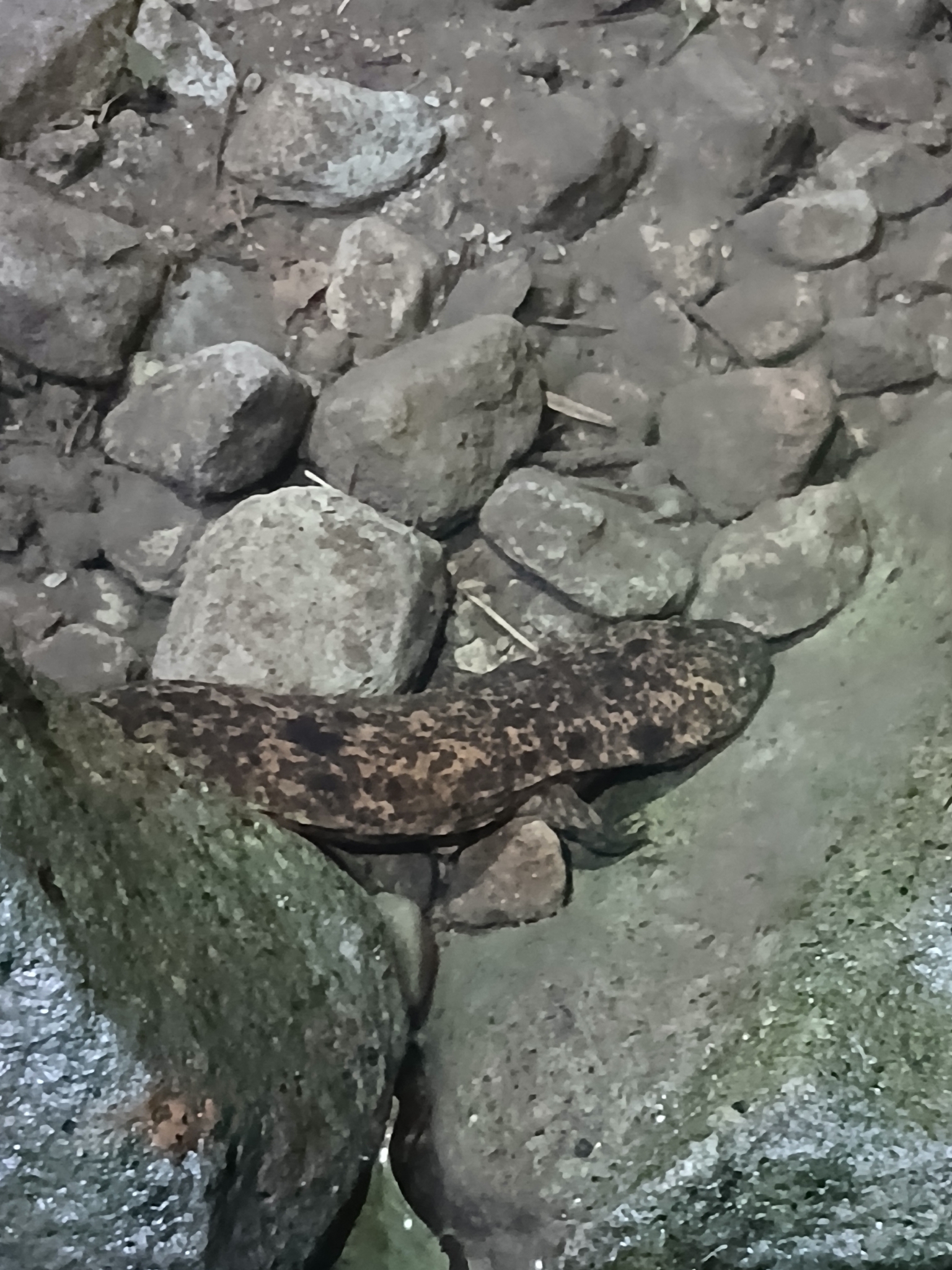 Andrias japonicus (Temminck, 1836)