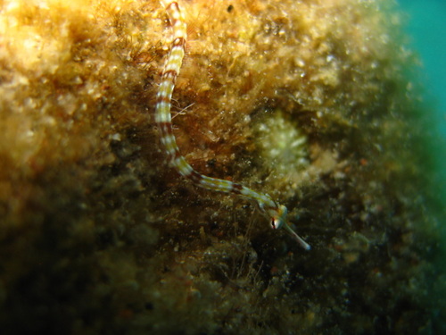 Photo of Yellow-banded pipefish (Corythoichthys flavofasciatus)