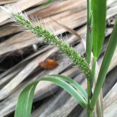 Setaria magna