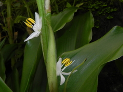 Chlorophytum glaucum