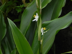 Chlorophytum glaucum