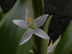 Chlorophytum glaucum