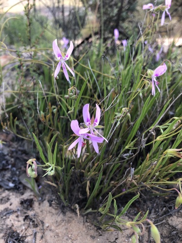 Nutmeg-scented Storksbill (Pelargonium coronopifolium)