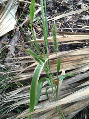 Setaria magna