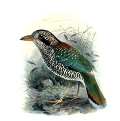 Scaly Ground-Roller photo 2