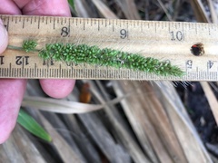 Setaria magna