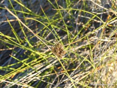 Juncus maritimus