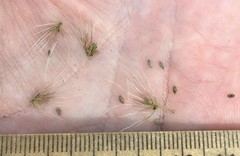 Setaria magna