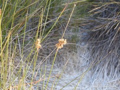 Juncus maritimus