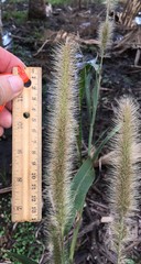 Setaria magna