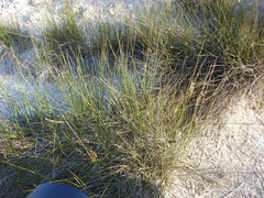 Juncus maritimus