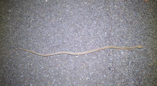 Coastal Carpet Python sighting