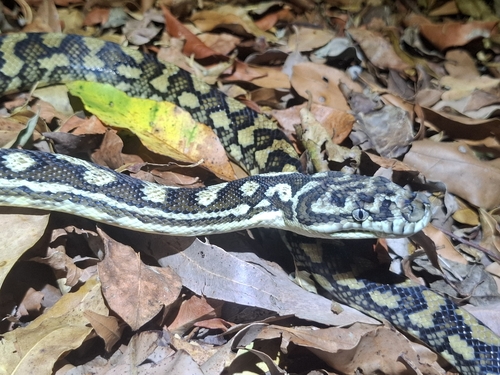 Coastal Carpet Python sighting