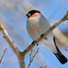 Camachuelo Común Japonés - Photo (c) Bird Explorers, algunos derechos reservados (CC BY-NC), subido por Bird Explorers