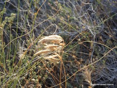 Bromus squarrosus