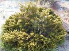 Arthrocaulon macrostachyum