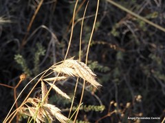 Bromus squarrosus