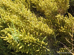 Arthrocaulon macrostachyum