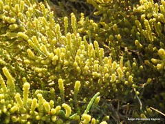 Arthrocaulon macrostachyum