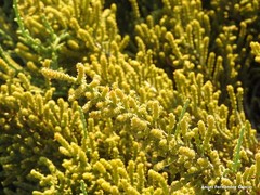 Arthrocaulon macrostachyum