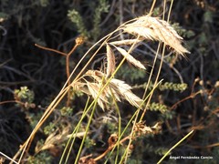 Bromus squarrosus