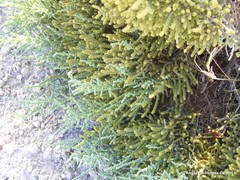 Arthrocaulon macrostachyum