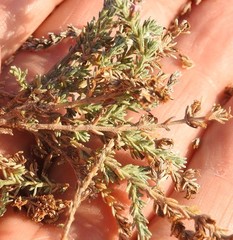 Frankenia thymifolia