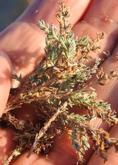 Frankenia thymifolia