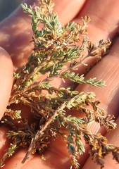 Frankenia thymifolia