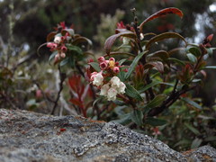 Gaultheria hispida
