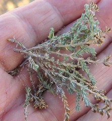 Frankenia thymifolia