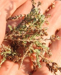 Frankenia thymifolia