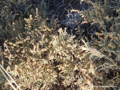 Frankenia thymifolia